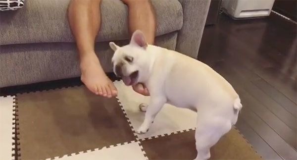 喜びを爆発させるフレンチ・ブルドッグ