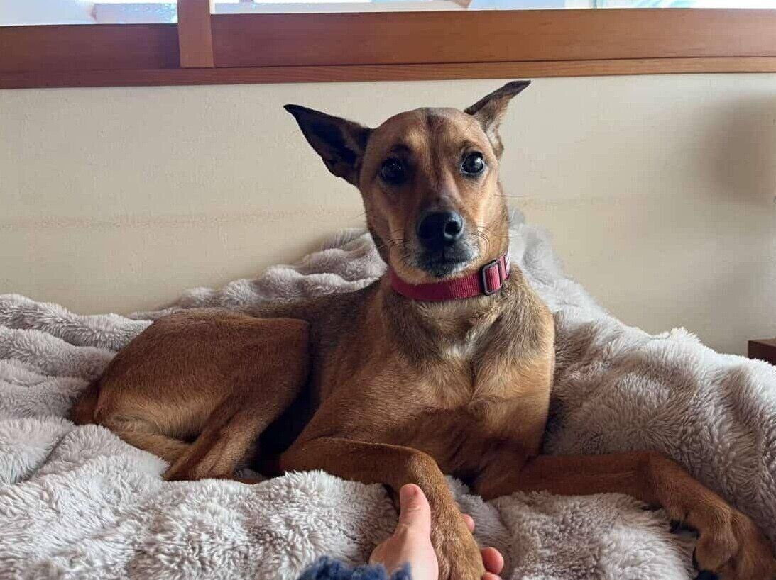 まったりするハロちゃん