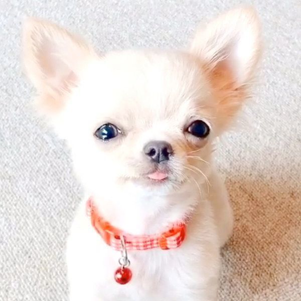 チワワのぽむちゃん