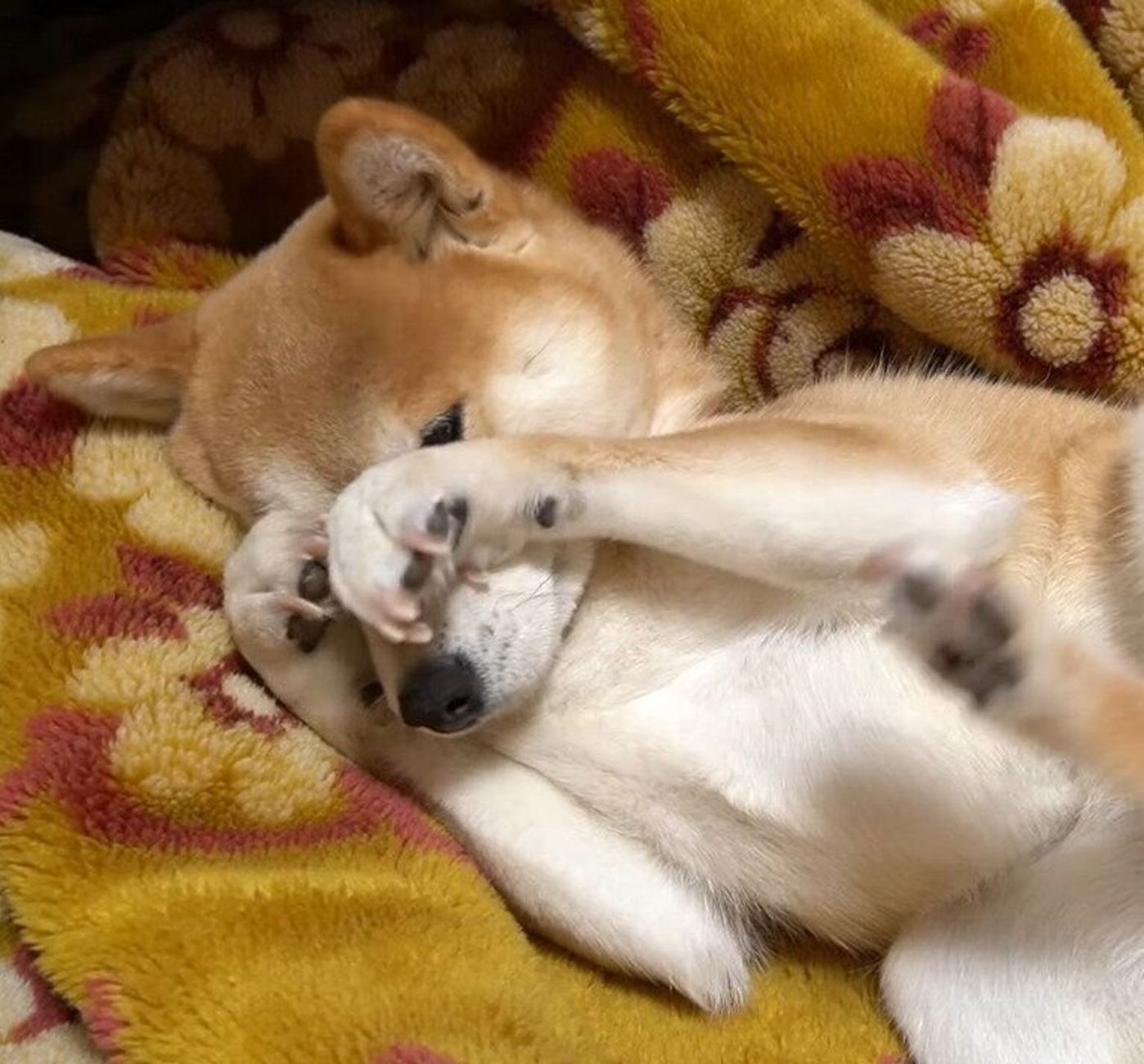 あざとかわいい パパさんにマッサージのおねだりをする柴犬 いぬのきもちweb Magazine あざとかわいい パパさんにマッサージのおねだりをする柴犬 いぬのきもちweb Magazine