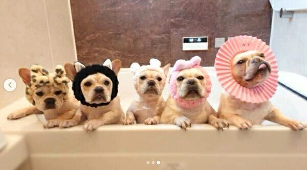 お風呂に入るボブくん・イブちゃんfamily