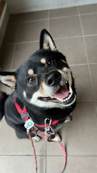 散歩前の柴犬