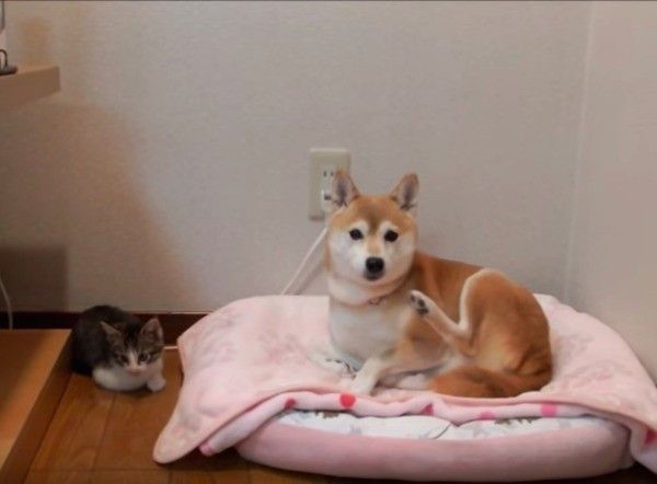 柴犬が気になる猫