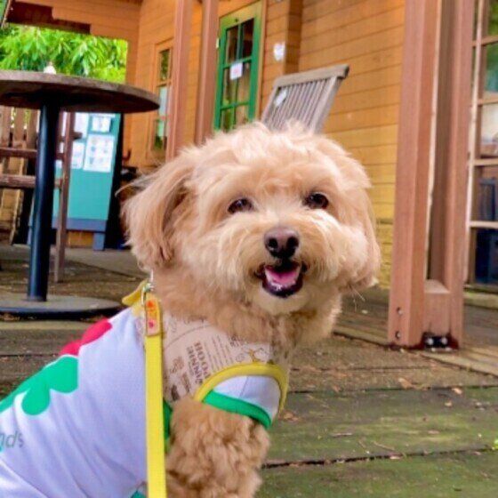 MIXのチョコくん