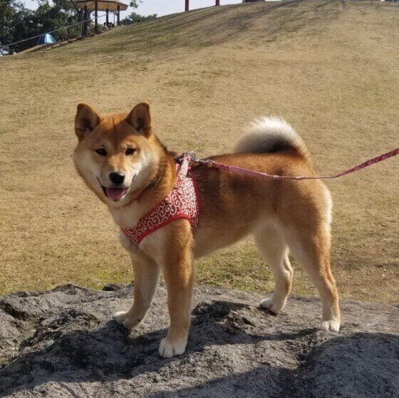 柴のリンちゃん