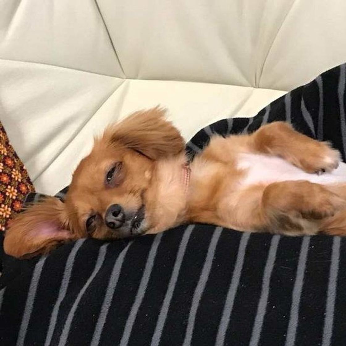 マンションと戸建てで違う 犬にとって 住みやすい 住みにくい 住環境の特徴 いぬのきもちweb Magazine マンションと戸建てで違う 犬にとって 住みやすい 住みにくい 住環境の特徴 いぬのきもちweb Magazine