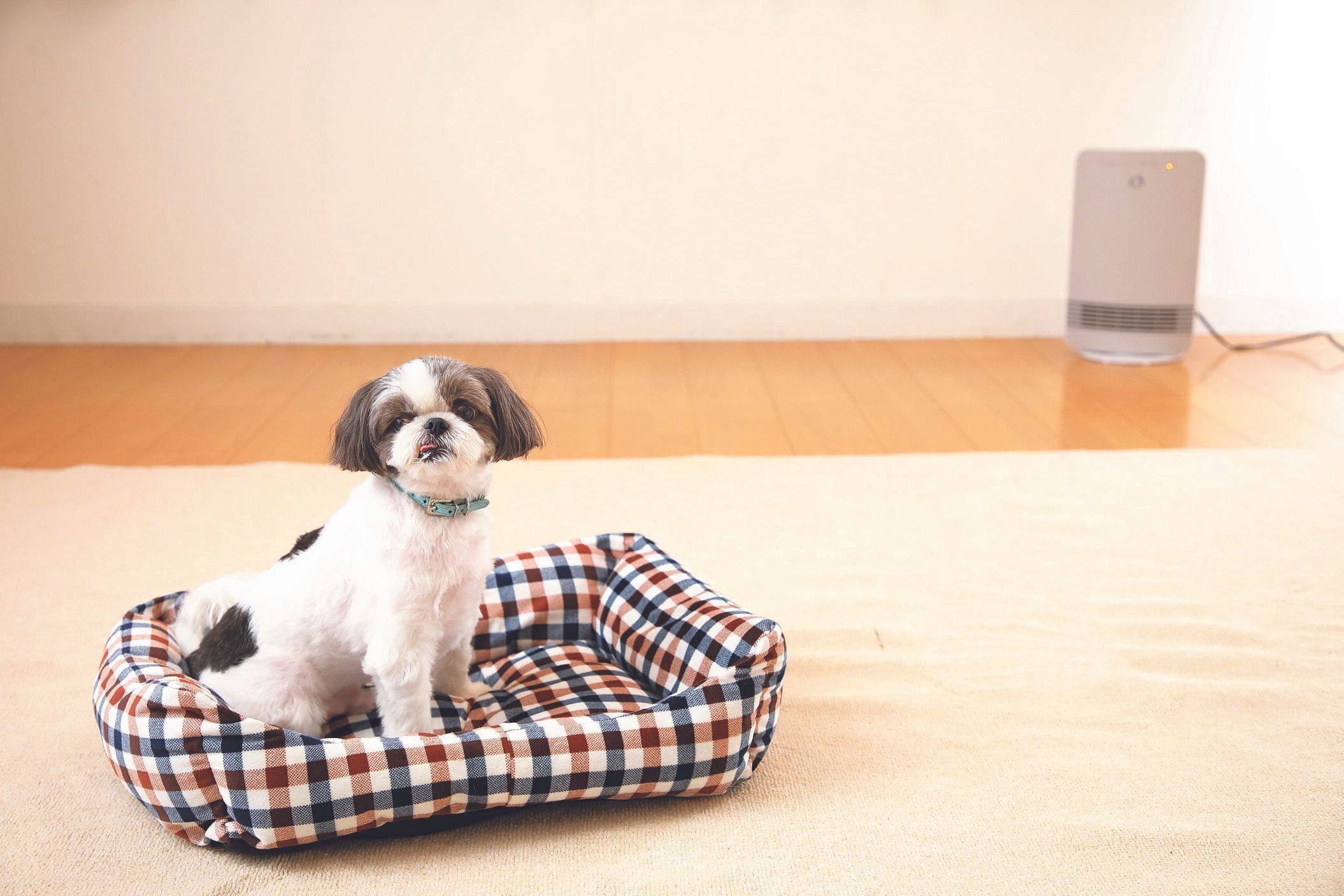 撮影／尾﨑たまき