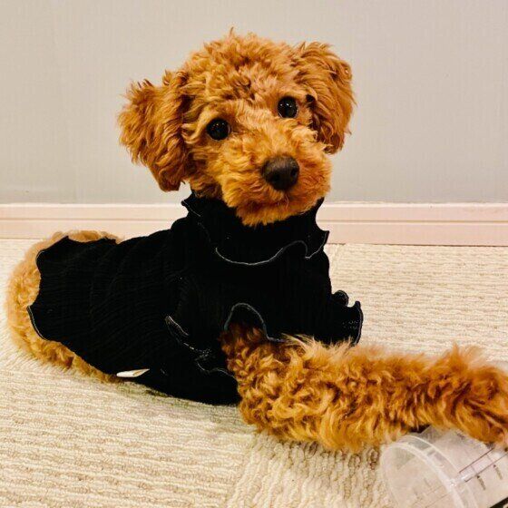 見つめるトイ・プードル