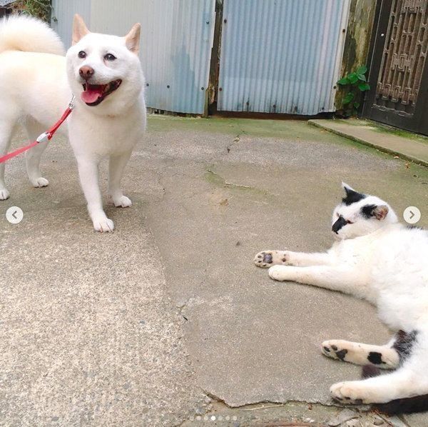お散歩中の白柴とくつろぐ猫