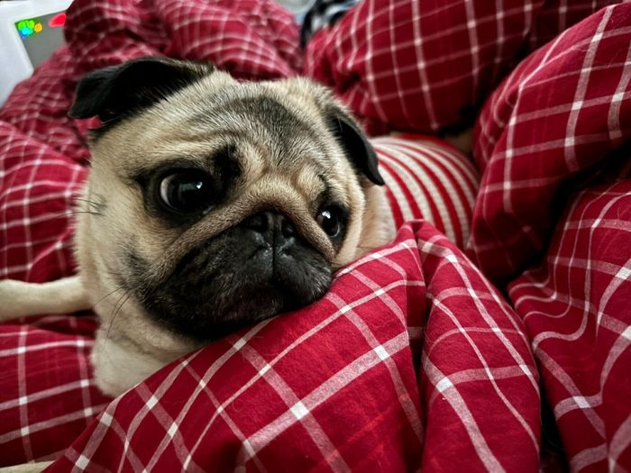 布団の上にのるモンちゃん