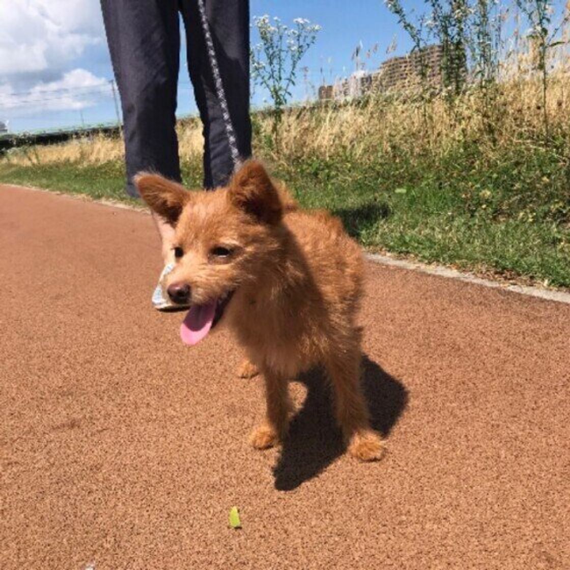 犬の虫よけ対策は大丈夫 蚊 ノミ マダニの予防法をご紹介 いぬのきもちweb Magazine 犬の虫よけ対策は大丈夫 蚊 ノミ マダニの予防法をご紹介 いぬのきもちweb Magazine