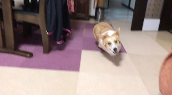 爆走するコーギー