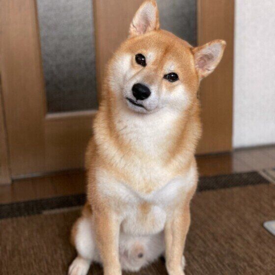 首をかしげる柴犬