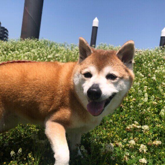 いぬのきもち 〇〇しなくなる?犬が老いると起こりやすい「体の変化」