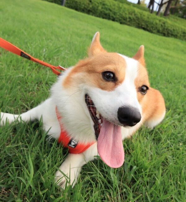 楽しそうなルコスくん