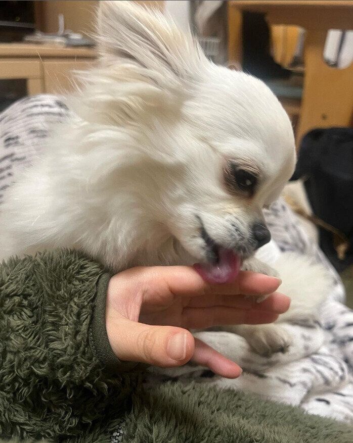 ラテちゃんはペロペロ大好き