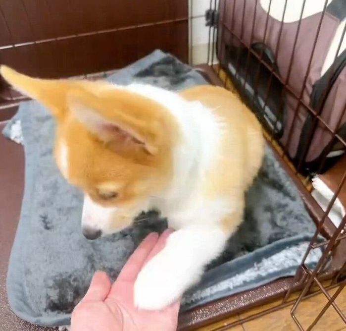 「オテ」初成功の瞬間の柊くん