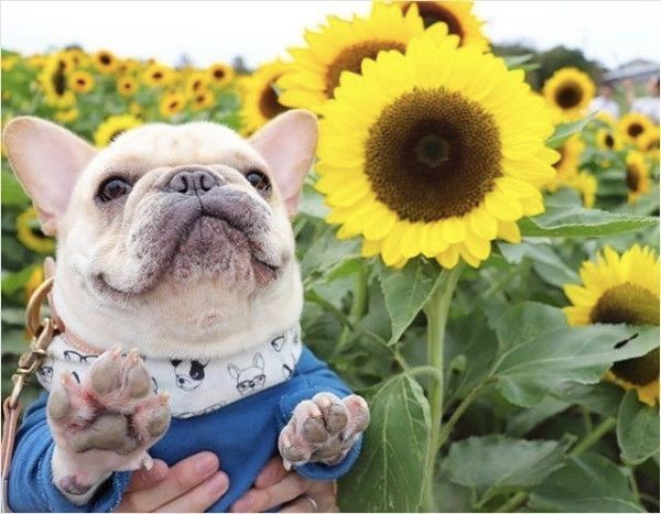 フレンチ・ブルドッグ