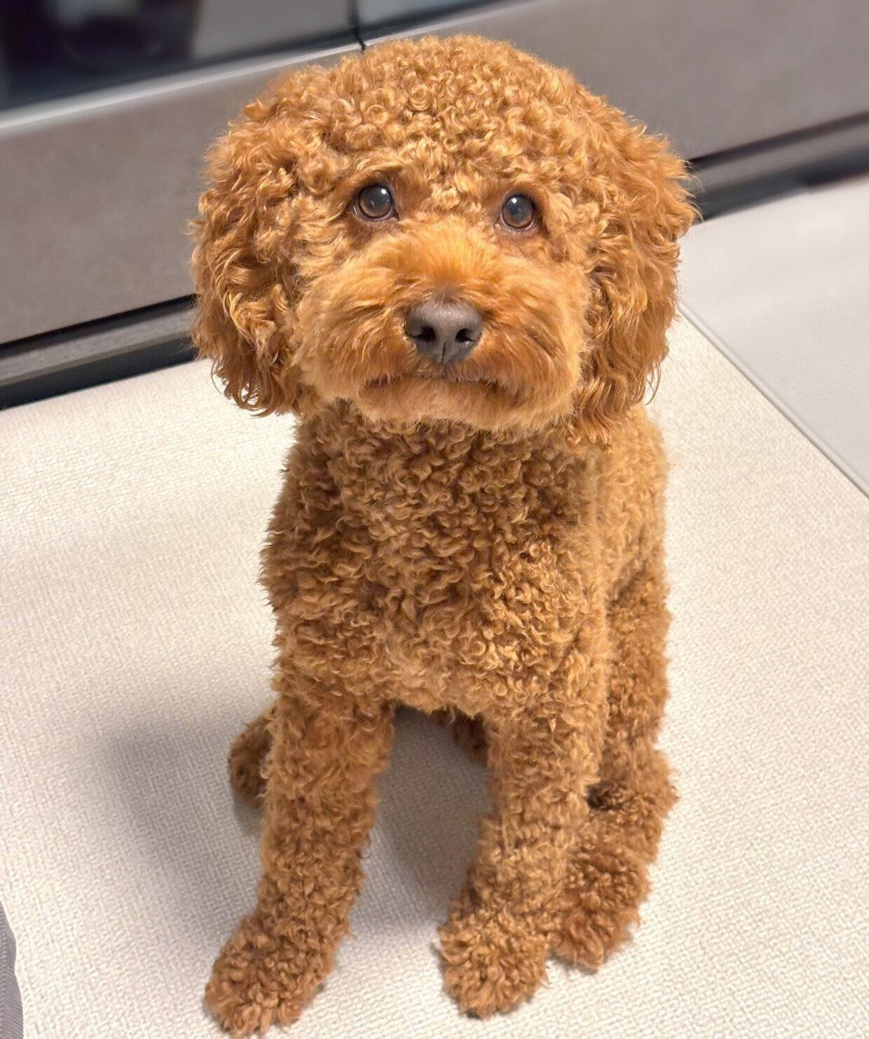 見つめるてりやきくん