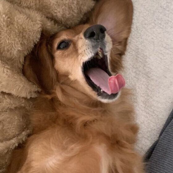 ミニチュア・ダックスフンドのうなちゃん