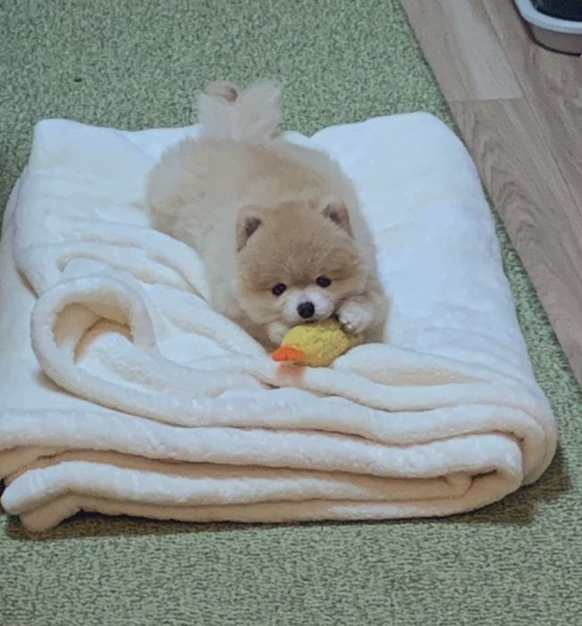 在宅勤務の就業時刻を待ちわびるぬーくん