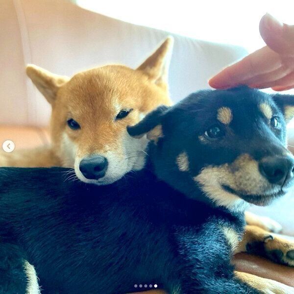 まったりする豆助くん、陽太くん