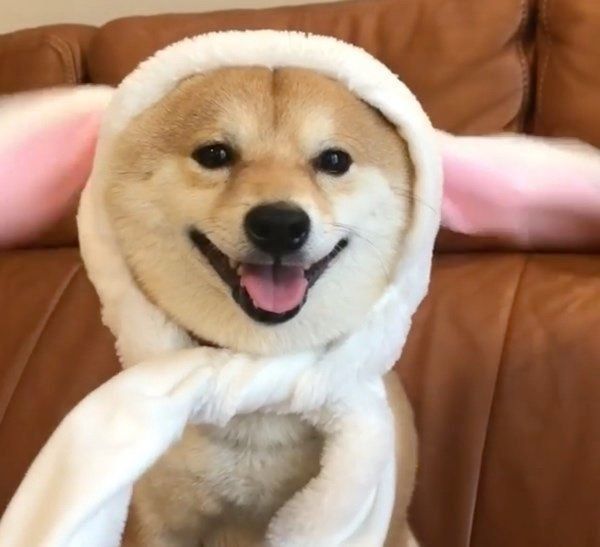 豆柴の豆千代くん