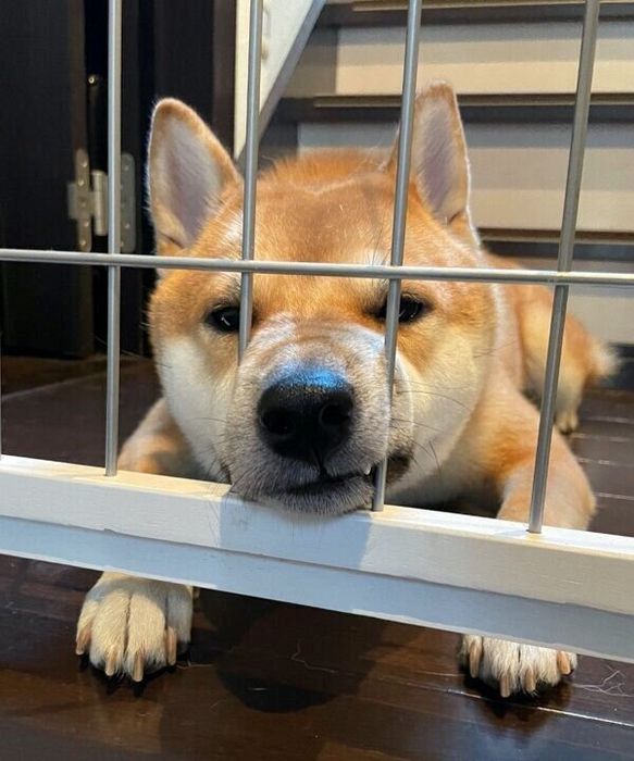 グレる雷吾くん