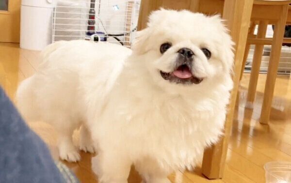 飼い主さんを見つけて笑顔になるぷんちくん