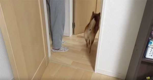 かくれんぼで遊ぶ柴犬