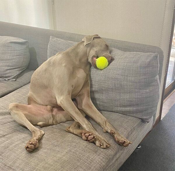 ボールをくわえたまま眠るルピくん