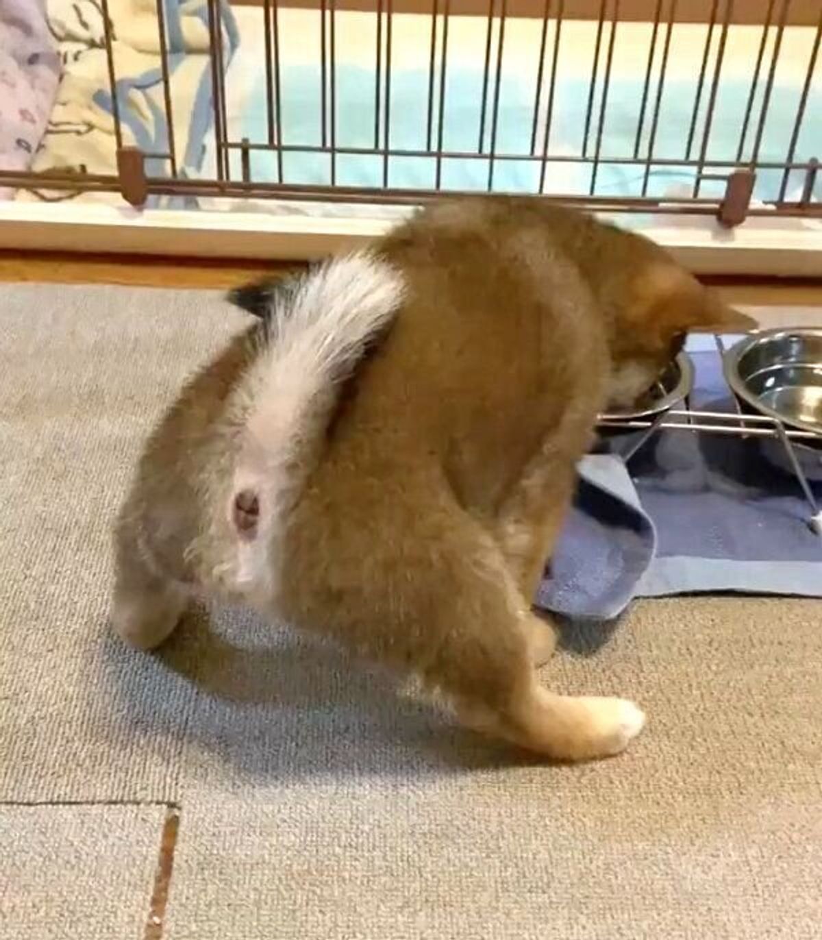 衝撃的に可愛い 柴の子犬の 初々しいごはんタイム の様子がクセが強めだった 笑 いぬのきもちweb Magazine 衝撃的に可愛い 柴の子犬の 初々しいごはんタイム の様子がクセが強めだった 笑 いぬのきもちweb Magazine