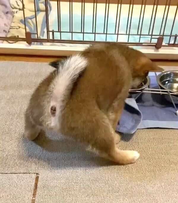 踏ん張りながらごはんを食べるおとちゃん