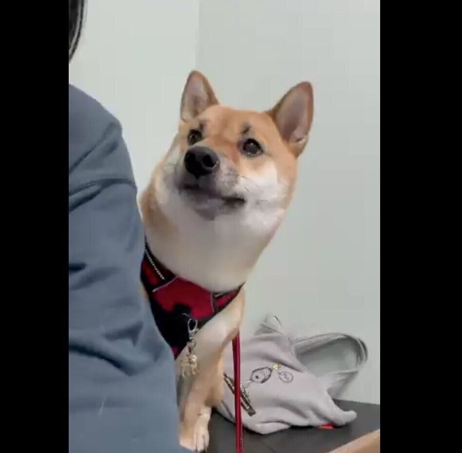 チラッと顔をのぞかせるうにちゃん