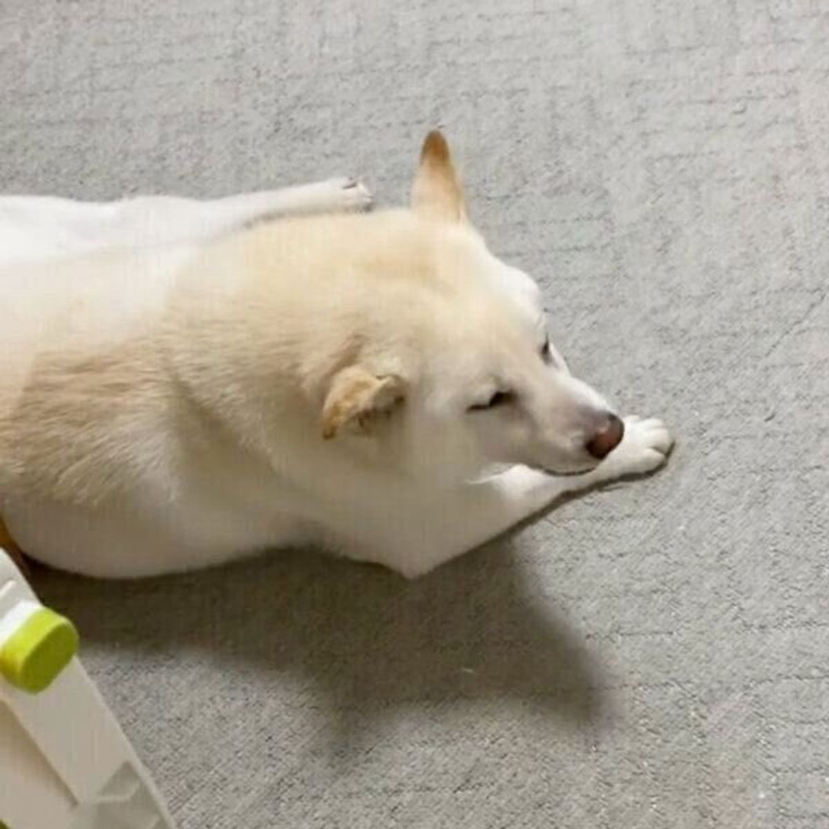 次男くんが泣き出すと 特別な反応 を見せる柴犬 気になる関係性を飼い主に聞いた いぬのきもちweb Magazine 次男くんが泣き出すと 特別な反応 を見せる柴犬 気になる関係性を飼い主に聞いた いぬのきもちweb Magazine