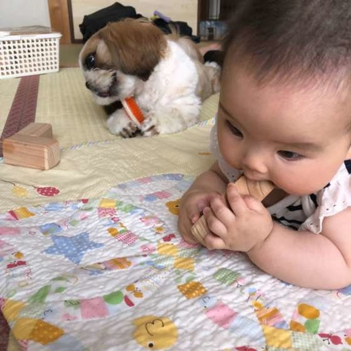 子どもや赤ちゃんを 守る犬 に癒される 犬が守ろうとする理由は いぬのきもちweb Magazine 子どもや赤ちゃんを 守る犬 に癒される 犬が守ろうとする理由は いぬのきもちweb Magazine