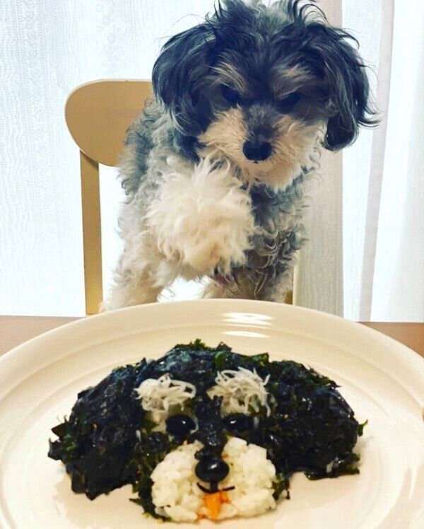 職場の友達の愛犬・イヴちゃんのおにぎり