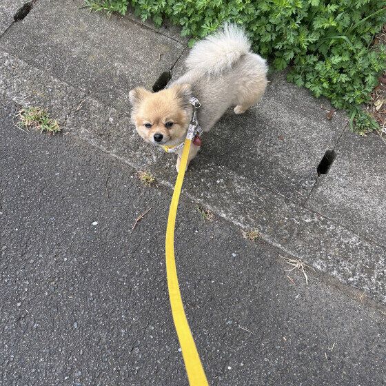 お散歩する七ちゃん