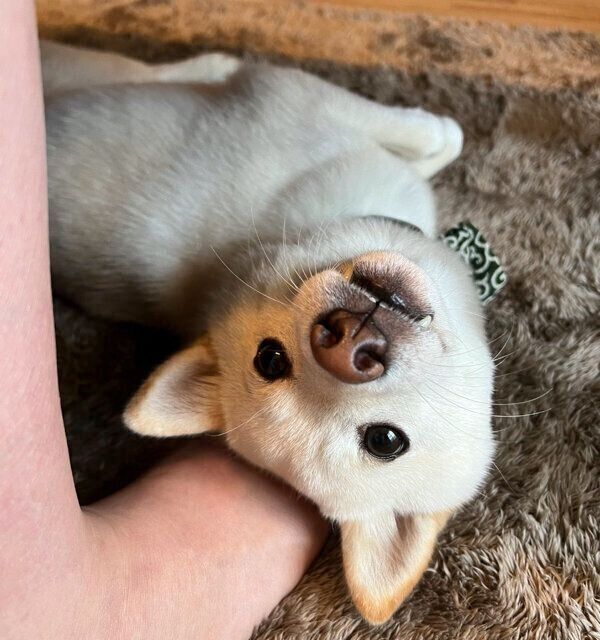 “デレ”モードのわさびくん