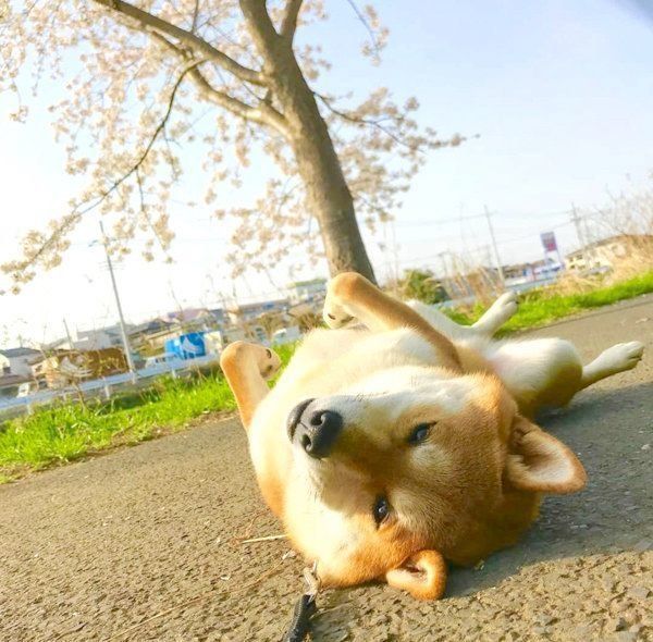 柴犬の塁くん