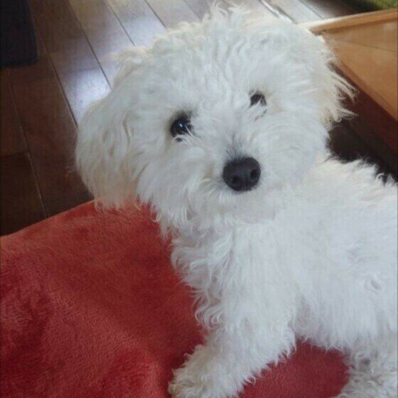 見つめるボロニーズ