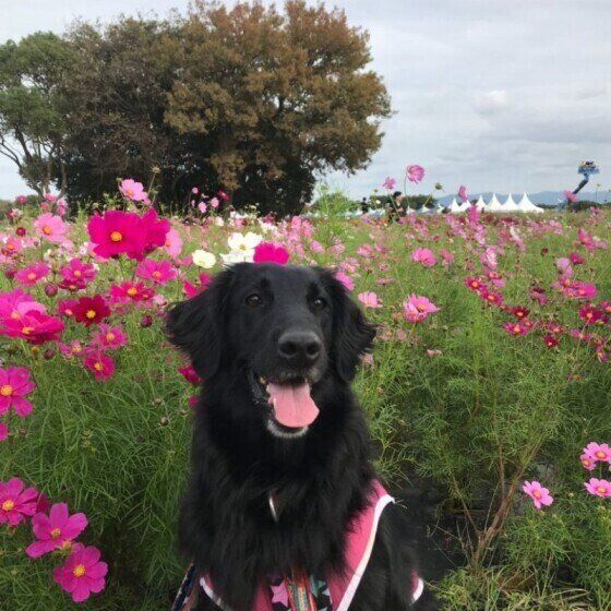 コスモスとフラットコーテッド・レトリーバー