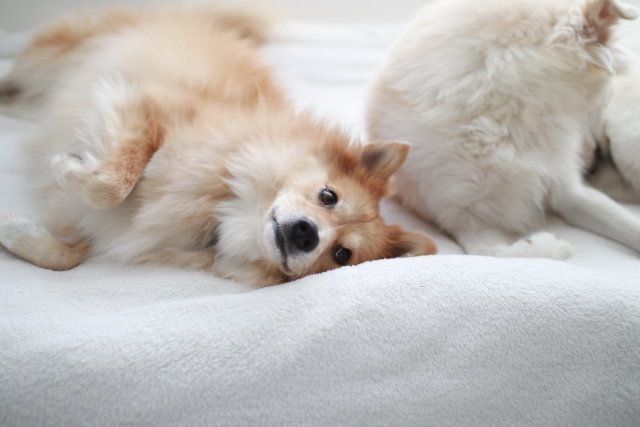 賢さの 質 の違い 穴澤賢のいぬの話 いぬのきもちweb Magazine