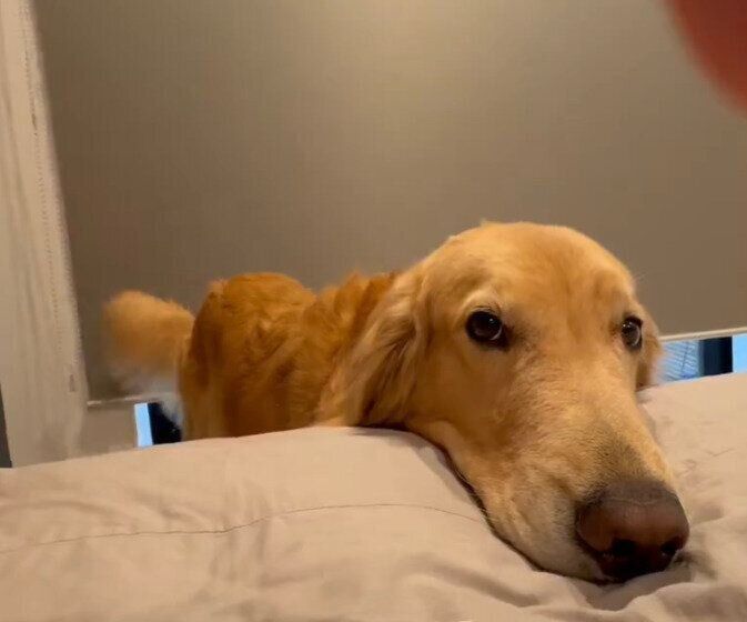 朝早くに起きて飼い主さんの起床を待つゆずちゃん
