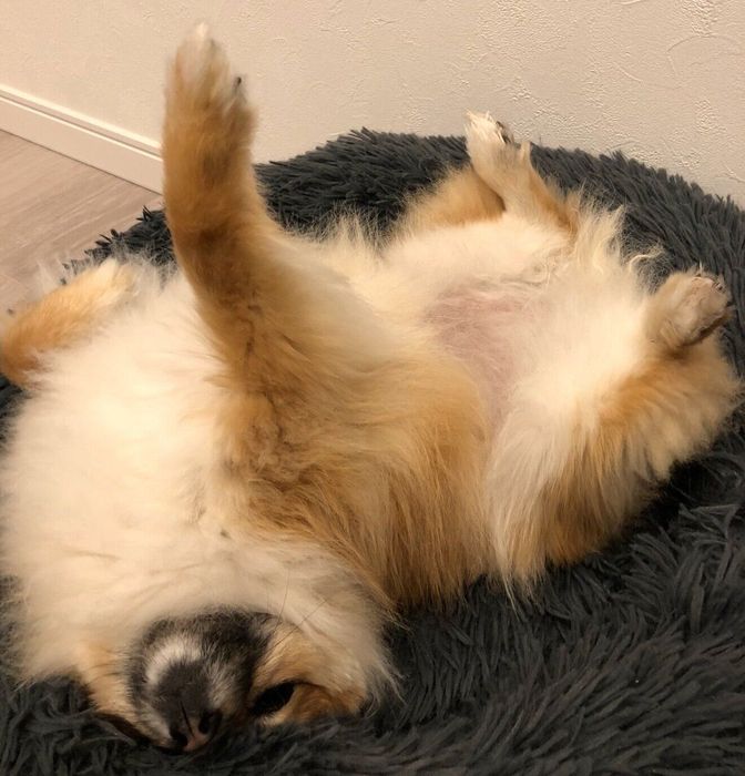 ヘソ天するぽてとちゃん