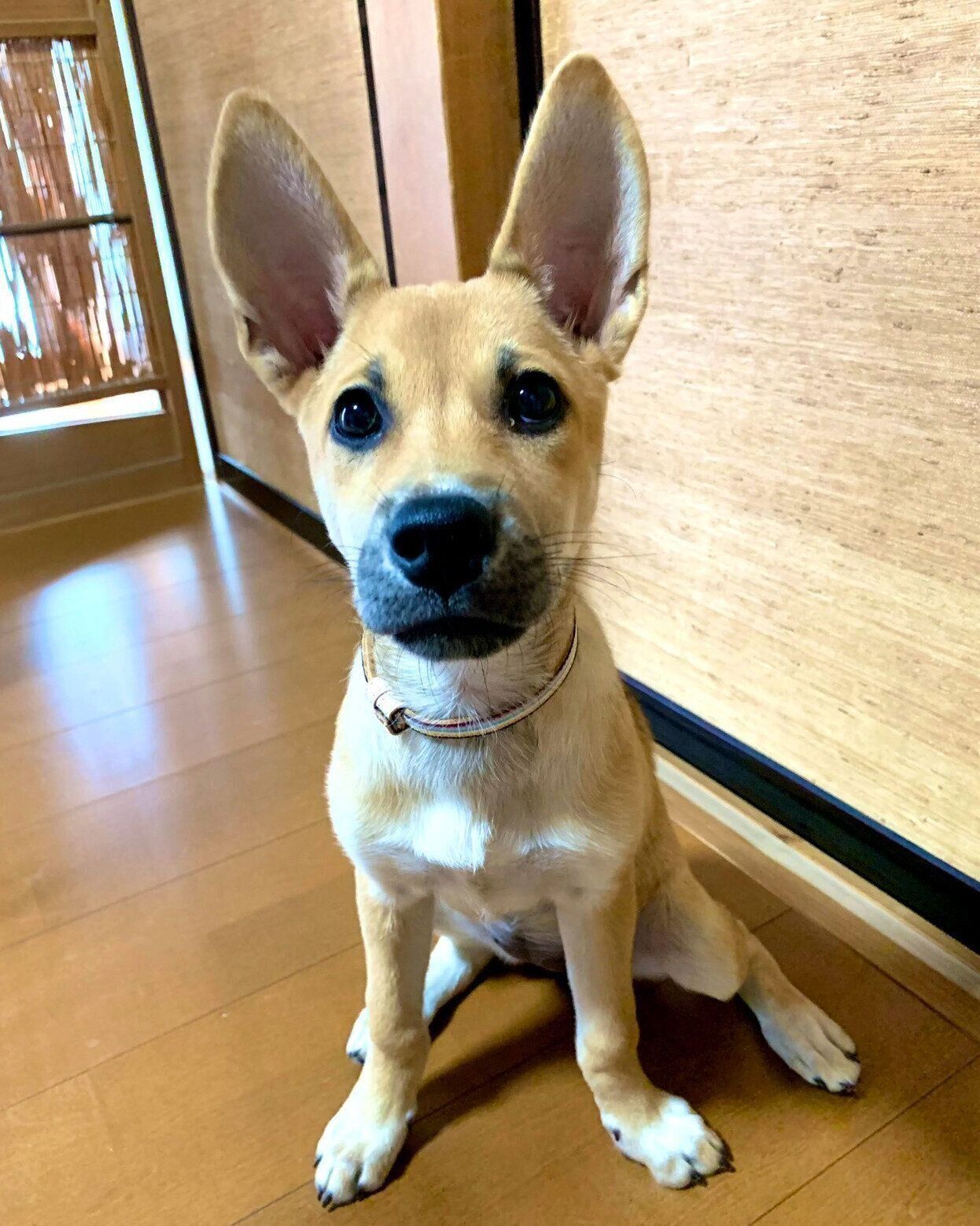 生後3カ月のころに撮影したステラちゃん