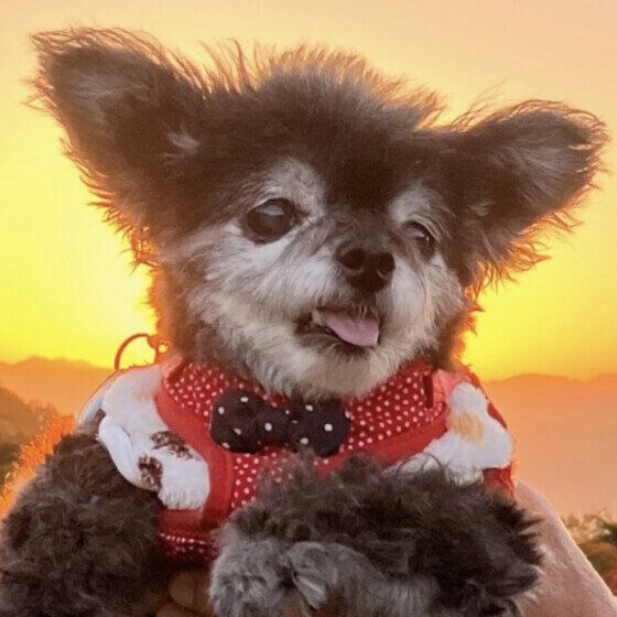夕日を背に愛犬と
