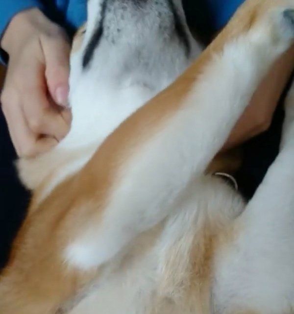マッサージされる柴犬