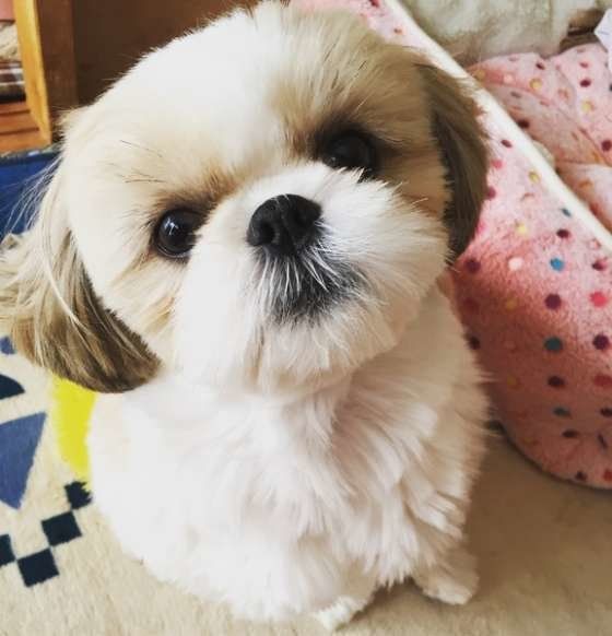 飼い主を見つめるシーズー