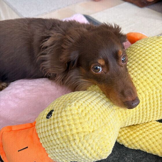 上目づかいをするカニーンヘン・ダックスフンド